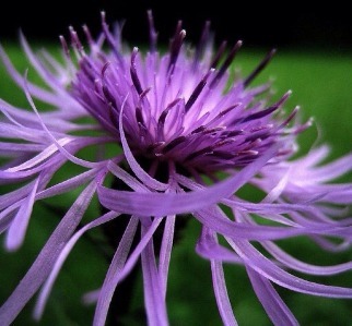 家养4种花，花朵大如拳、花量多“3倍”，一开就成“大花盆”