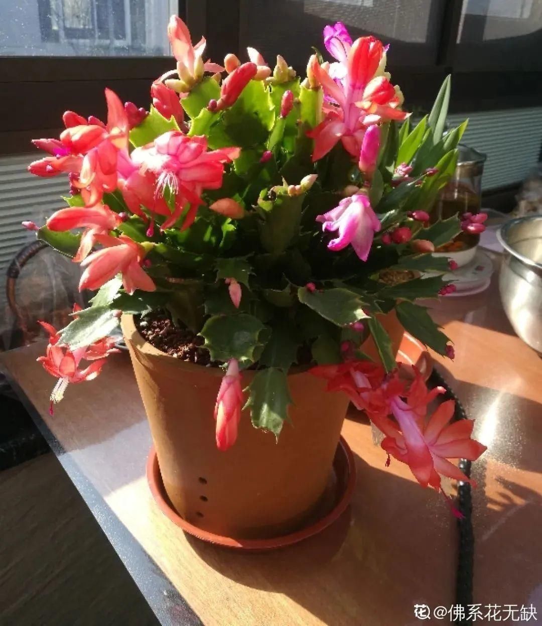 1种花长得像金鱼,耐寒好养活,种得越多越壮观