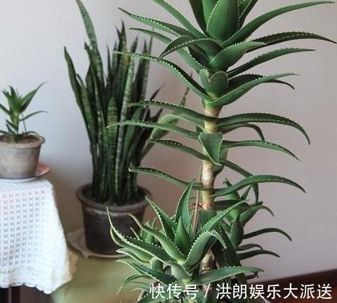 旺财|家里养花的注意，有两种花别养，六种花“旺财”又“招福”