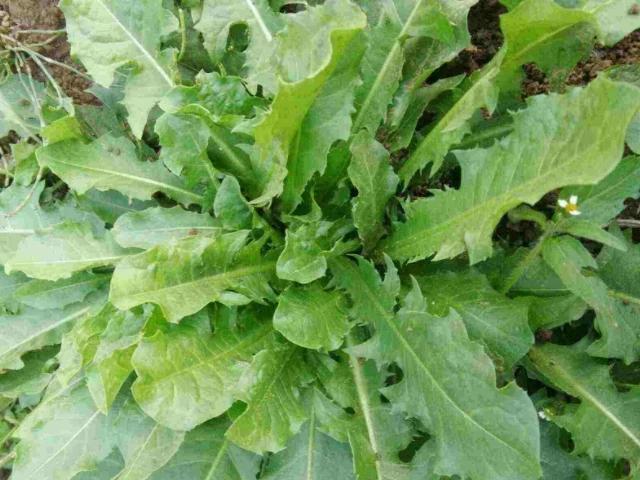 尿酸|尿酸的“冤家”找到了,常用4物泡水喝,平衡尿酸,痛风或不来扰