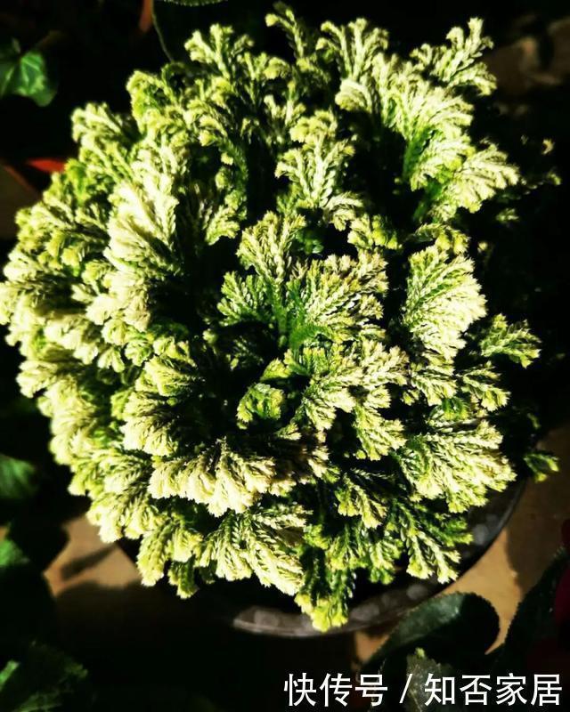 爆盆|养花技巧:折腾不死的25种花,咋养都爆盆,懒人最适合