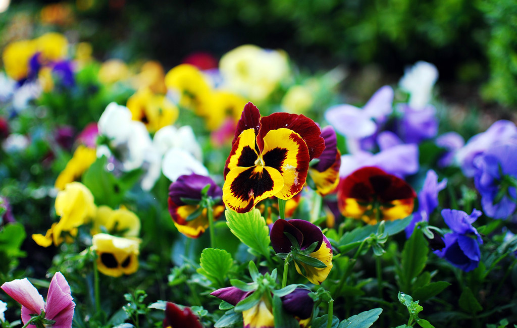 此花是一种美丽的花，所代表的是思念，也有着忧虑