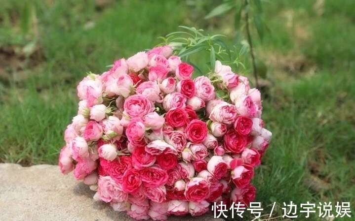 月季胭脂扣开花美似蔷薇，做到5点，开花爆盆成瀑布，眼馋得很