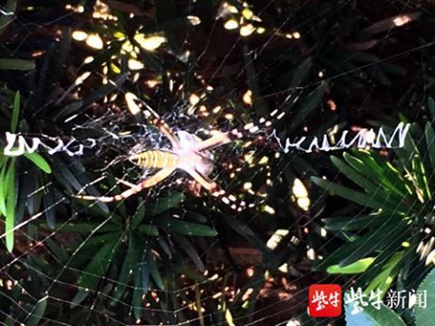 英语蛛网图怎么画