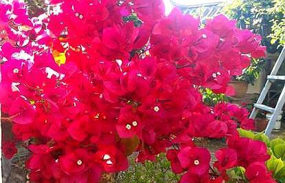 养三角梅要选对“肥料”，枝干粗壮，叶子大又深，次次开花都爆盆