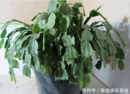 萌发|蟹爪兰“红叶、薄叶”怎么办2招帮你救花,叶子精神绿油油!