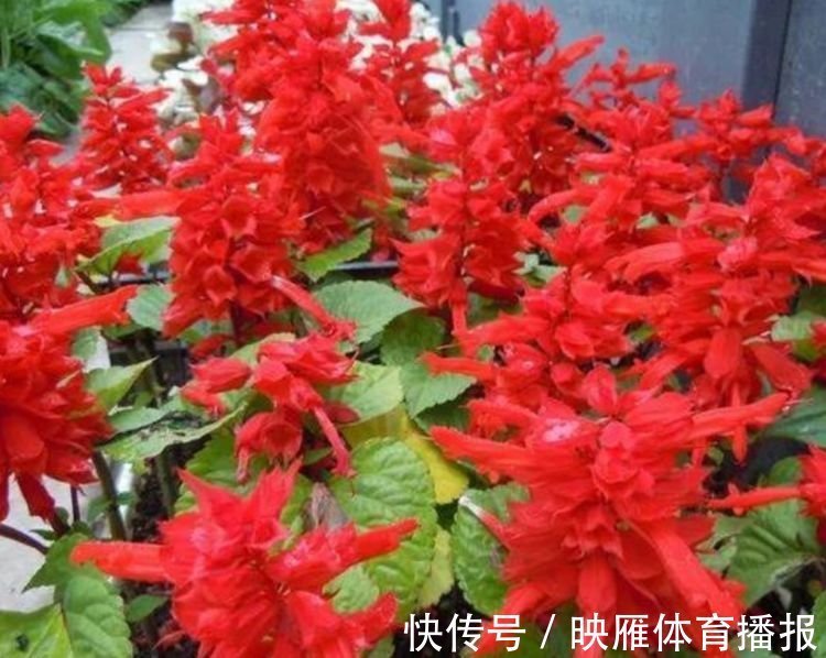 4种花好养易活，旺财又养人，养一盆一年四季都在开！