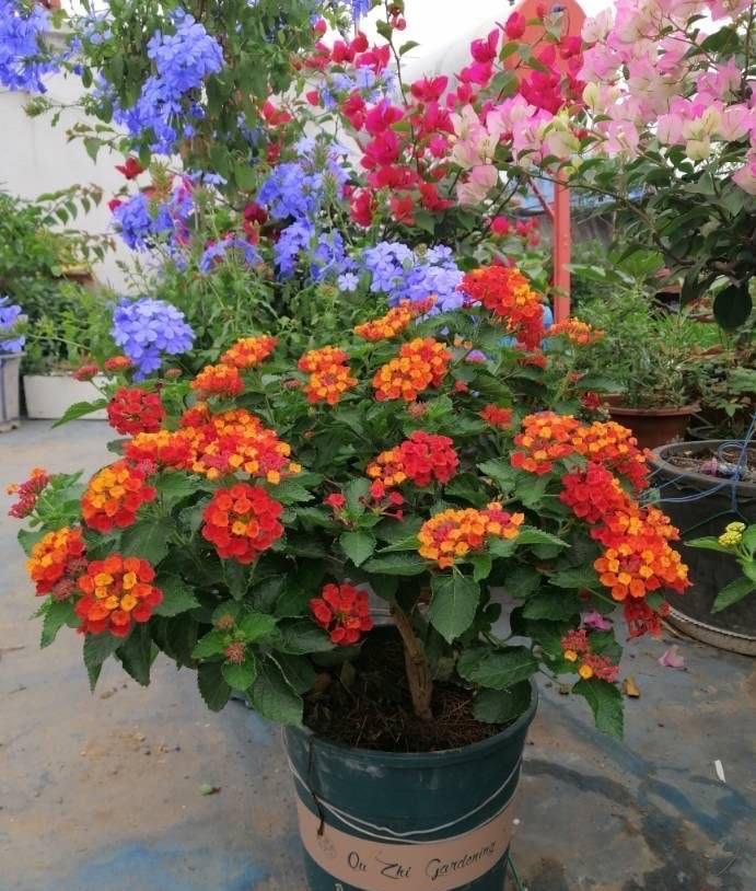 机器|它是名副其实的“开花机器”,易扦插花色美,一年开花好几茬