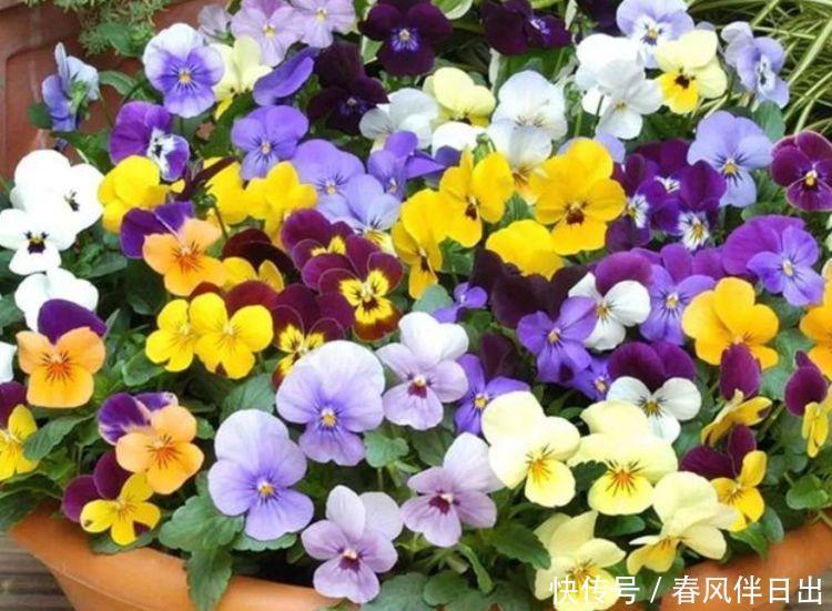 4种花是爆盆“能手”,花开一茬又一茬,漂亮花期长,花香飘满屋