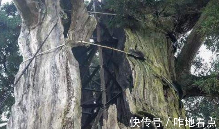 浙江景宁的这棵千年古树,靠营养液维持生命,今却争议不断