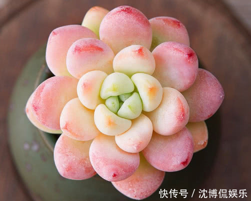 土壤|多肉劳尔如何叶插教你3个小步骤,叶插后快速生根越长越旺盛