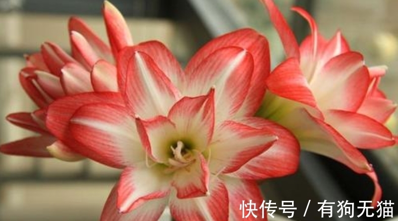 叶片|朱顶红开完花剪掉残花，教你3点“养球”，1步催花，花开会更多