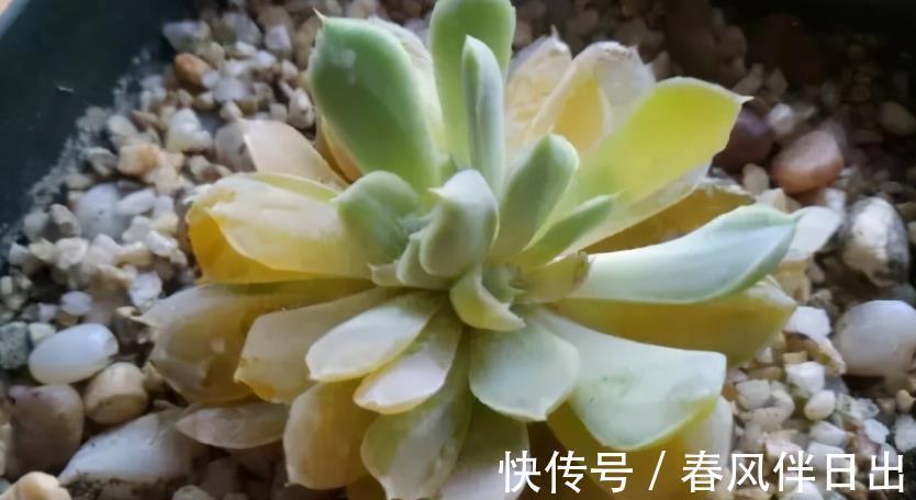 叶子|夏季天热,多肉易黑腐化水?别着急,学会这些问题统统能搞定