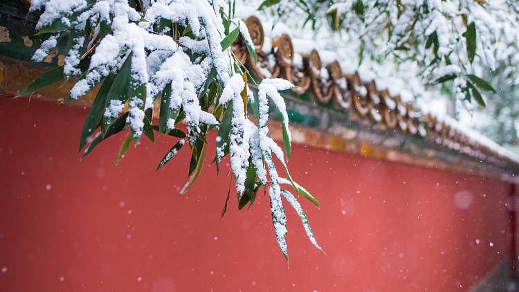  今日|今日大雪丨大雪至 万物藏