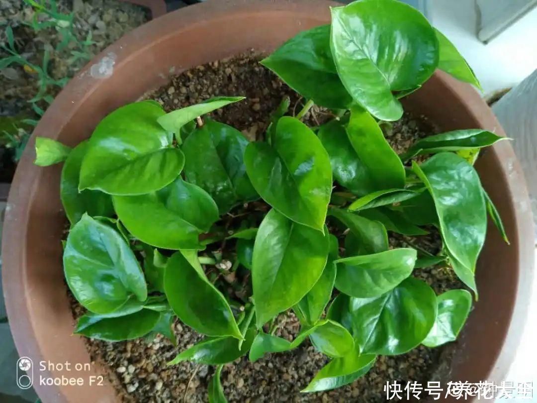 蝴蝶兰|7种花，立秋后换盆，秋冬才能越养越好
