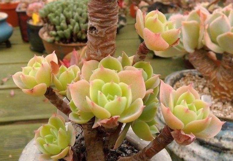 第一次养多肉植物,推荐你养这6款,大气美丽颜值高,适合新手