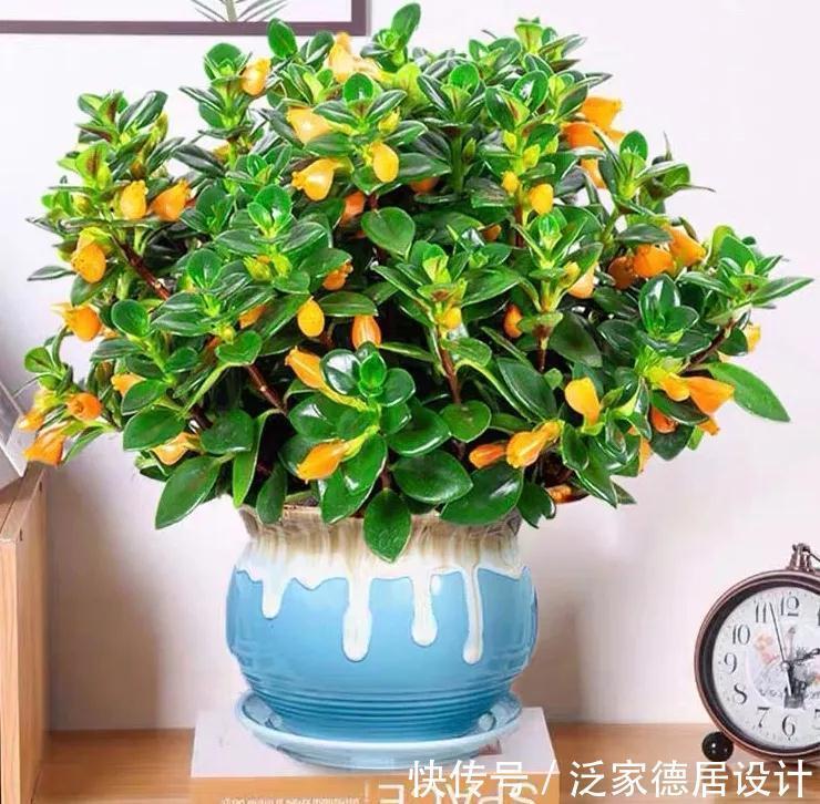 金鱼吊兰|吊兰长出了金鱼,极好的兆头,寓意年年有余