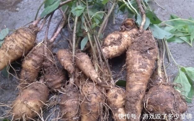 树根|大山里藏着的这种“树根”,有着“千年人参”的美誉,能调节血糖