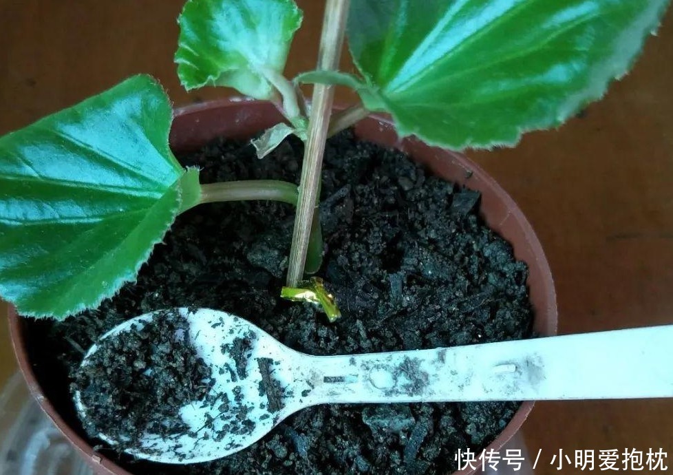 威胁|天热养花，怕度夏难，盆栽切记4点，高温造不成威胁