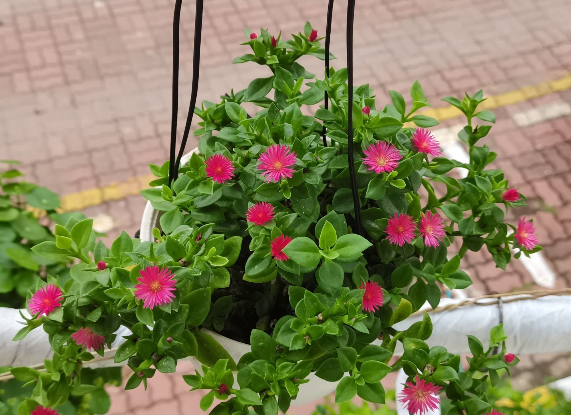 生命力超顽强的漂亮花，好养又漂亮，对待新手很友好