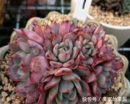 植物|多肉植物劳伦斯,好养又漂亮,易群生红彤彤,值得拥有!