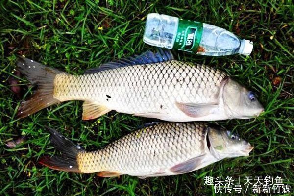水位|夏季雨后涨水，在这些位置下竿，保证连竿上鱼，狂拉到手酸