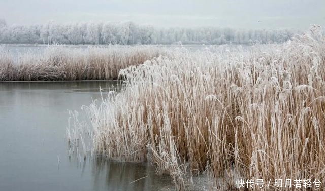 红叶银杏之后，芦花上线！北京初冬芦苇最佳打卡地出炉！美哭~