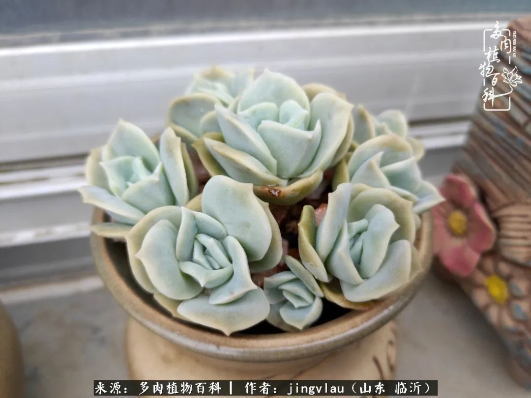 花月|多肉露养度夏，没遮阳没遮雨，有惊无险！