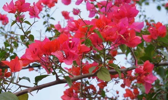 养花试试这几款,姿态秀丽,四季常青,古朴典雅,尽显高雅清新