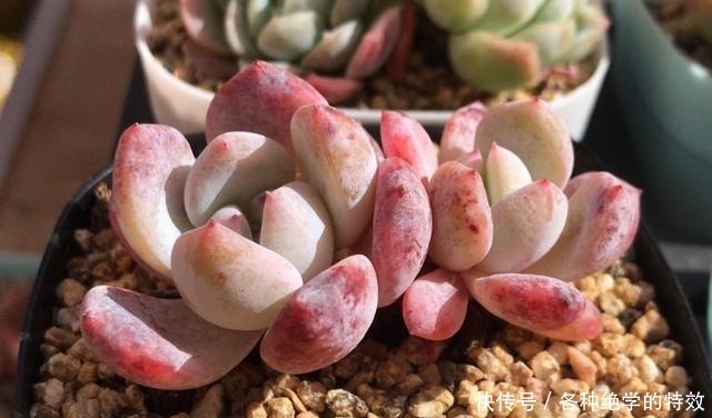 羞红|秋风轻吻,多肉,羞红了脸颊