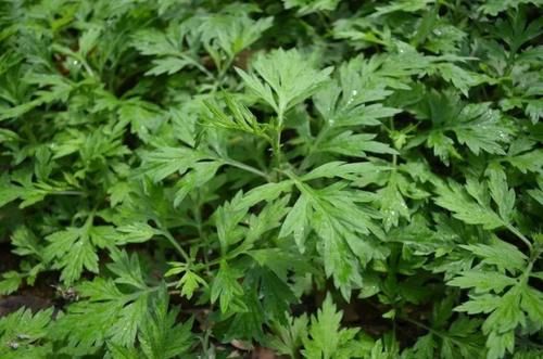 艾草|你真的会用艾草吗?艾草的4种妙用,能缓解痛经、补中益气