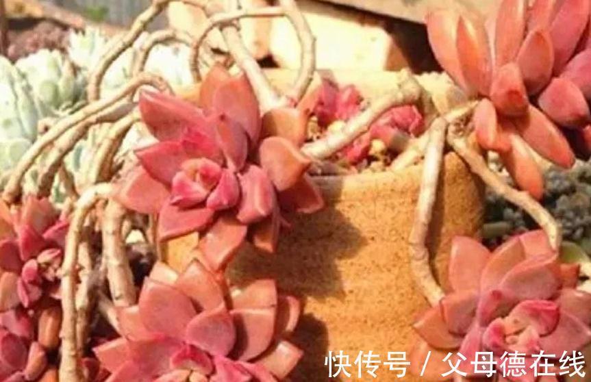 6种大普货多肉,真的好养易出状态,秋冬上色后超级漂亮