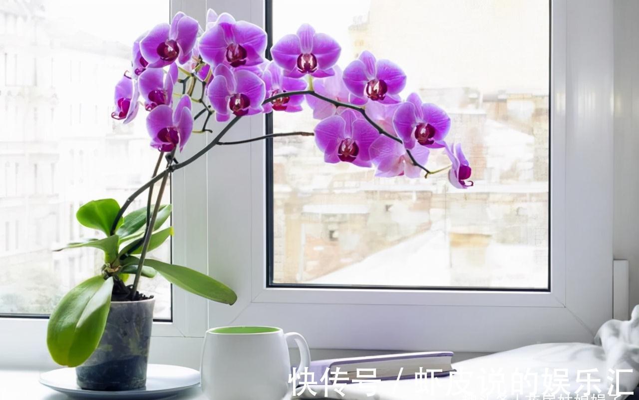 14种冬天开花的花卉,好养不娇气,为冬天添一抹色彩