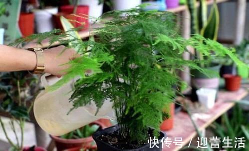 最厉害的养花营养液：给花喝一勺，新叶嗖嗖长，花苞蹭蹭长！