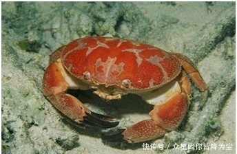 世界|世界上几种有毒的蟹,食用1只就可夺人性命
