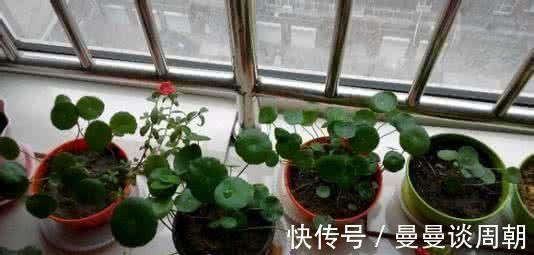 最厉害的养花营养液:给花喝一勺,四季油绿,花开满盆!