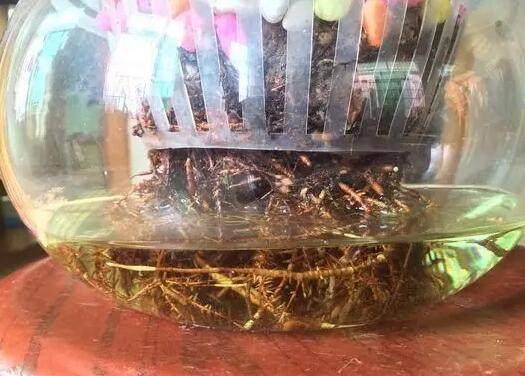 谁说发财树不好养容易烂根学会这招,叶片绿汪汪还蹭蹭长