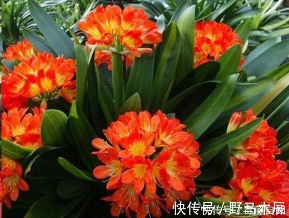 叶片|君子兰养了好几年,就是不开花,用了这个小技巧,一下开了几十朵!