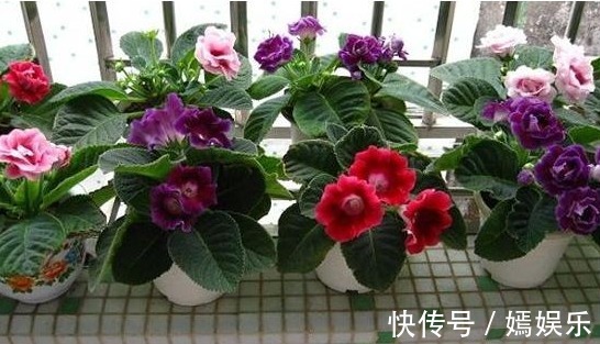 一片叶子养了十几盆,叶子翠绿花儿姹紫嫣红,美丽动人
