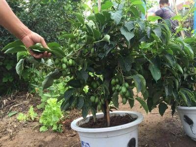 植株|阳台再小，也要养4种果树，植株矮小，结果颇多，还能当盆栽欣赏