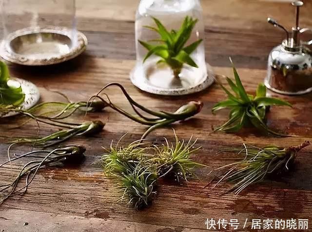  种花|4种花不能用土养，不然浇水就烂根，花再多精力也没用