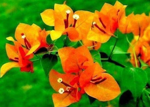 喜欢三角梅,不如养这款珍品“柠檬黄三角梅”,开花爆盆好养活