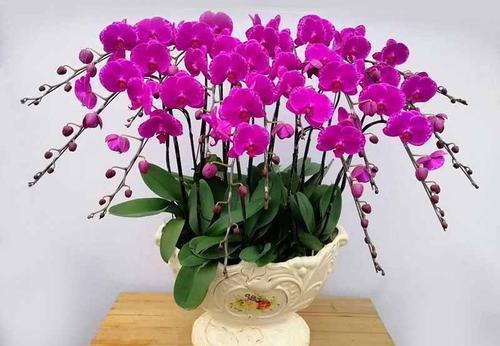 开花|4种耐阴花,现在养一盆正当时,花色艳丽,新手也会养!