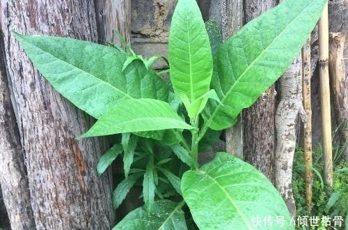 农村一种大叶植物，被称为影响男人生活的“四大发明”之一