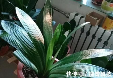 君子兰是多晒好,还是少晒好很多人弄反了,难怪黄叶不开花