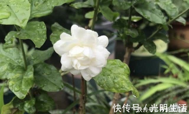 茉莉花|养茉莉花有5个常见问题,对于新手来说,避免才能花开不断不黄叶