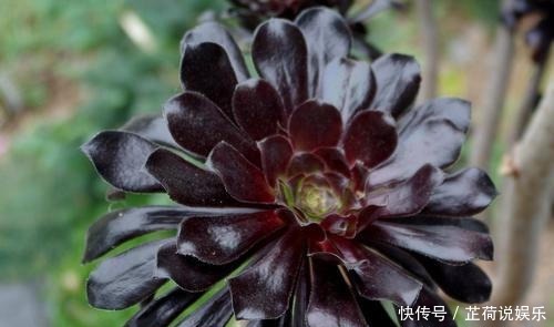 黑法师到底好不好养怎么去养,如何才能乌黑光亮