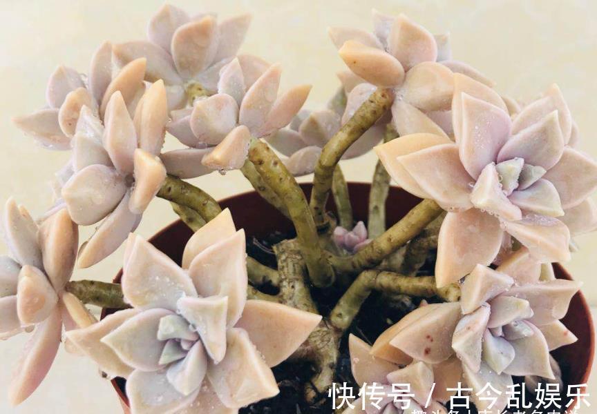 冬美人|养多肉不想买土？试试此8个品种，它们可以说是最不挑土的多肉了