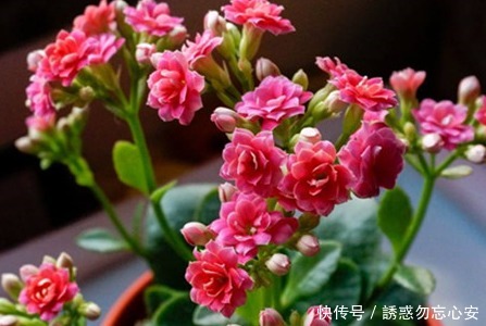 三元缓释肥|家养长寿花总是难开花做好这几个小细节,轻松花开爆满盆