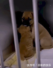 |搞笑GIF趣图:牛你到底经历了什么